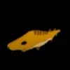 The Blackmouth Catshark Fish