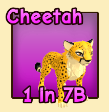 Cheetah