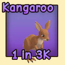 Kangaroo