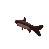Grass Fish
