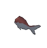Red Sea Bream Fish