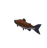 Salmon Fish