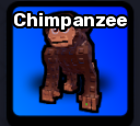 Chimpanzee