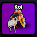 Koi