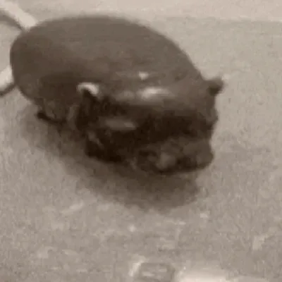 Hippo Shower