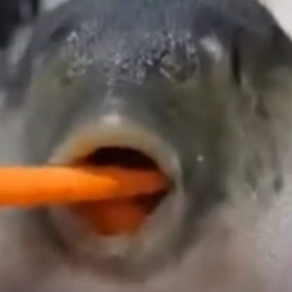 Pufferfish
