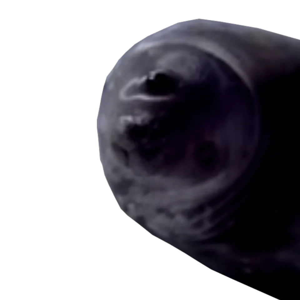 Seal