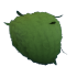 Eco Green Leaf Afro