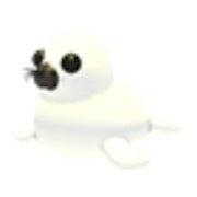 Harp Seal
