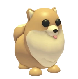 Pomeranian