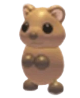 Quokka