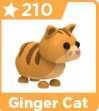 Ginger Cat
