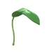 Banana Leaf Balloon