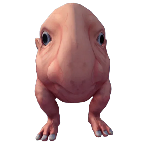Nose