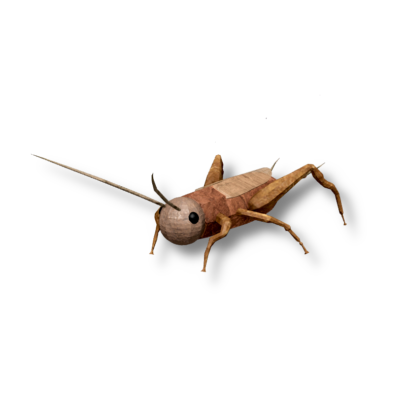 Cricket