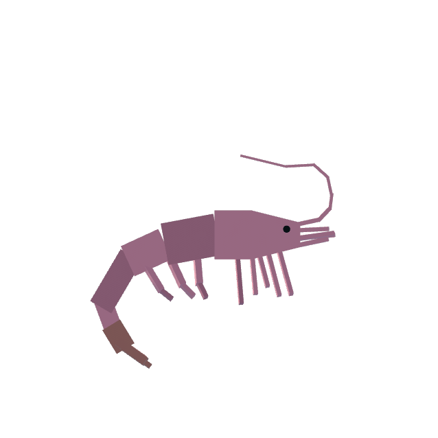 Shrimp