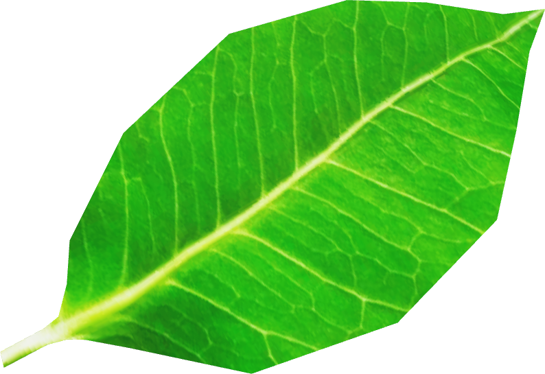 Little Leaf