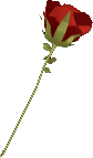Red Rose