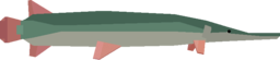 Alligator Gar