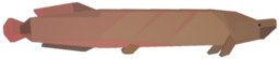 Arapaima