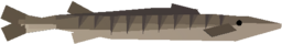 Barracuda