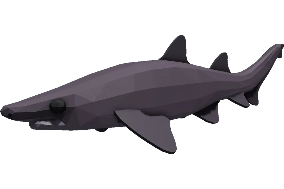 Bigeye Houndshark