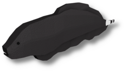 Black Ghost Knifefish
