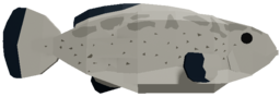 Black Grouper