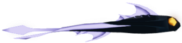 Black Veil Ray