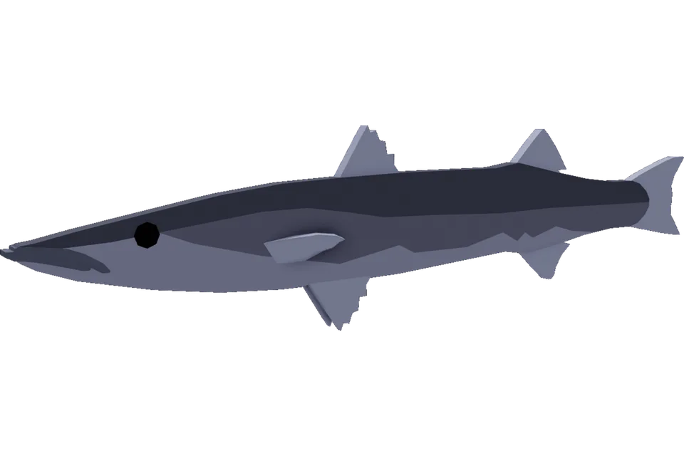 Blackfin Barracuda