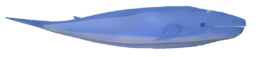 Blue Whale