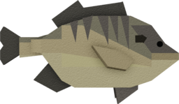 Bluegill