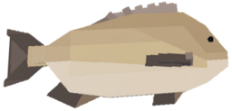 Bream