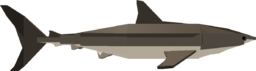 Bull Shark