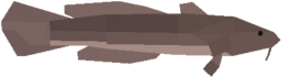 Burbot