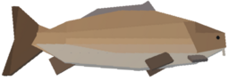 Carp