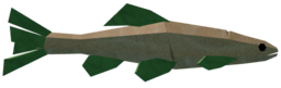 Carrot Minnow