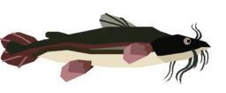 Catfish