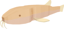 Cave Loach