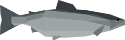 Chinook Salmon