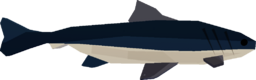 Cobia