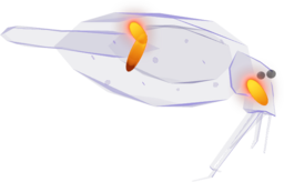 Cockatoo Squid
