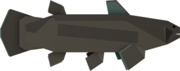 Coelacanth