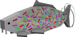 Confetti Carp
