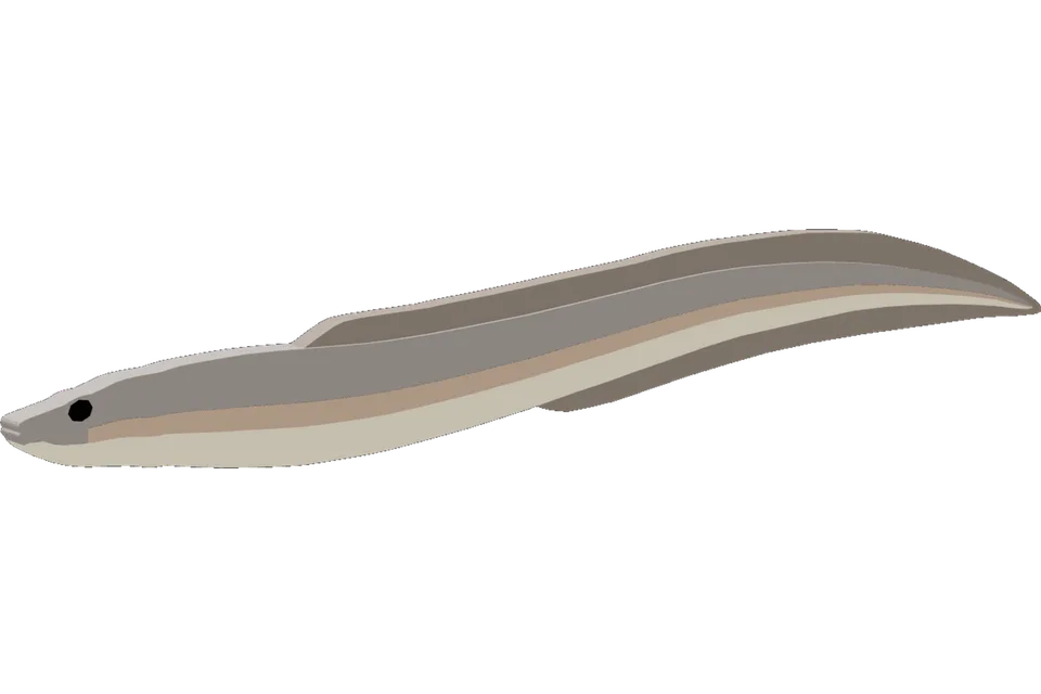 Conger Eel