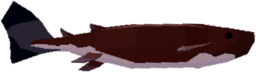 Cookiecutter Shark
