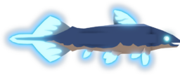 Diplurus