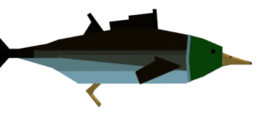 Duckfin Tuna