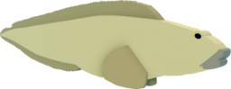 Eelpout