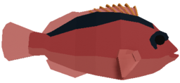 Flamekissed Hawkfish